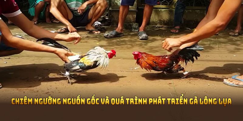 Chiêm ngưỡng nguồn gốc và quá trình phát triển gà lông lụa