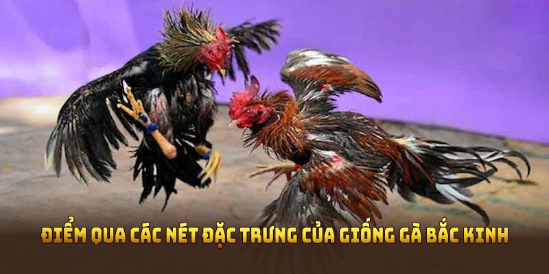 Điểm qua các nét đặc trưng của giống gà Bắc Kinh