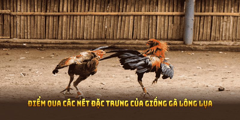 Điểm qua các nét đặc trưng của giống gà lông lụa