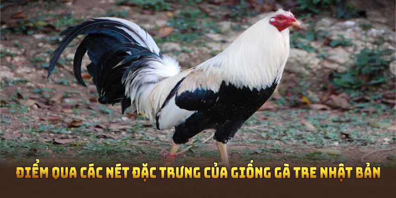 Điểm qua các nét đặc trưng của giống gà tre Nhật Bản