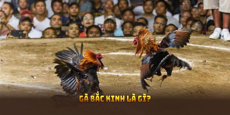 Gà Bắc Kinh