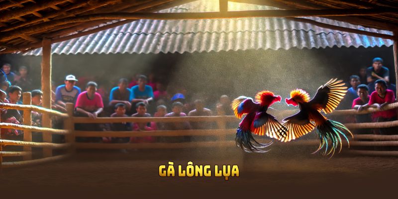 Gà lông lụa