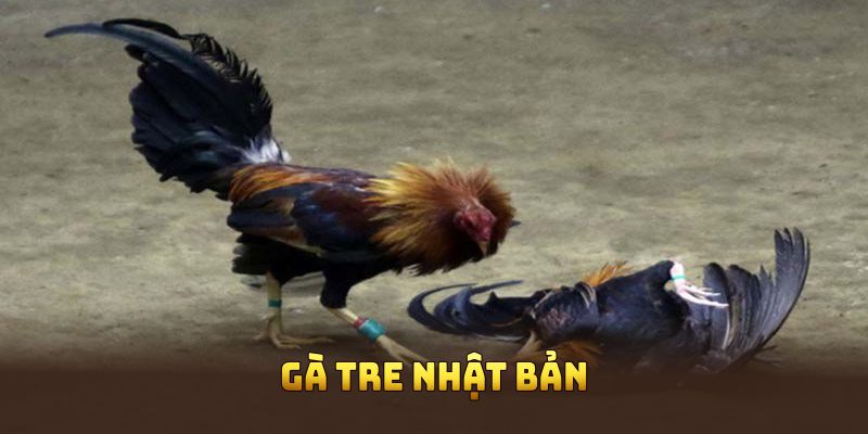 Gà tre Nhật Bản