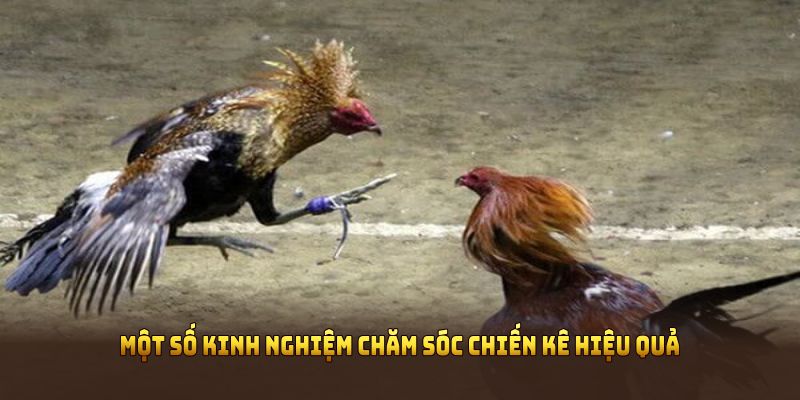 Một số kinh nghiệm chăm sóc chiến kê hiệu quả từ cao thủ