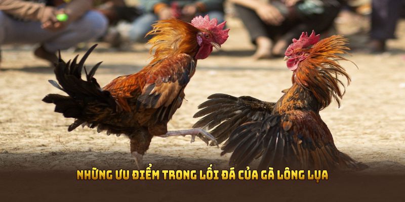 Những ưu điểm trong lối đá của gà lông lụa được chúng tôi tìm hiểu