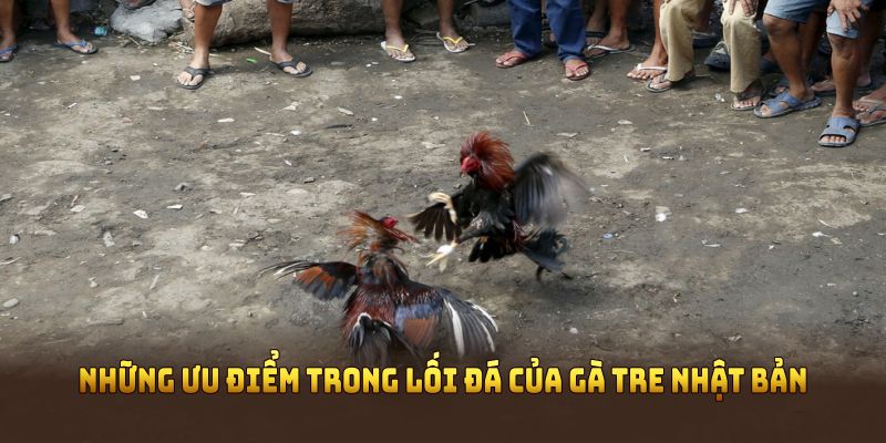Những ưu điểm trong lối đá của gà tre Nhật Bản